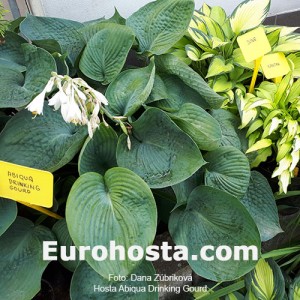 Hosta Abiqua Drinking Gourd