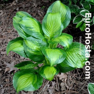 Hosta Adorable