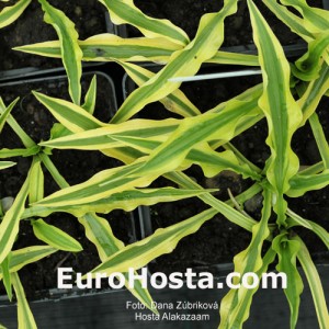 Hosta Alakazaam - Eurohosta