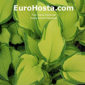 Hosta Albopicta - Eurohosta