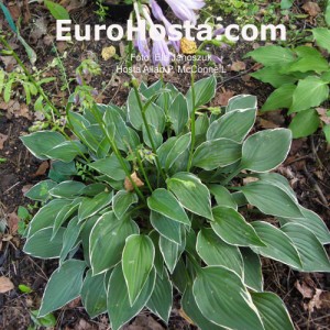 Hosta Allan P. McConnell - Eurohosta