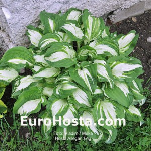 Hosta Allegan Fog - Eurohosta