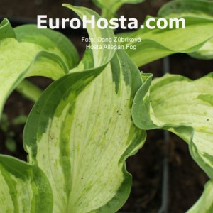 Hosta Allegan Fog - Eurohosta