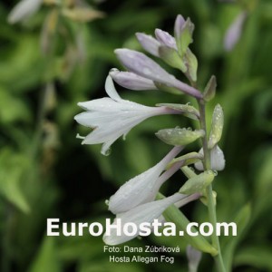 Hosta Allegan Fog - Eurohosta