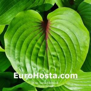 Hosta Almost