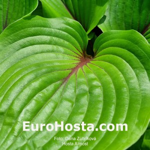 Hosta Almost