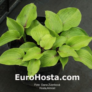 Hosta Almost