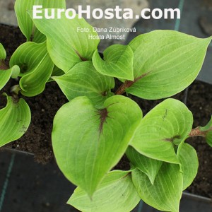 Hosta Almost