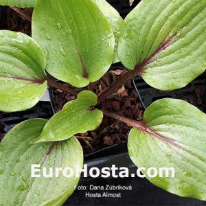 Hosta Almost