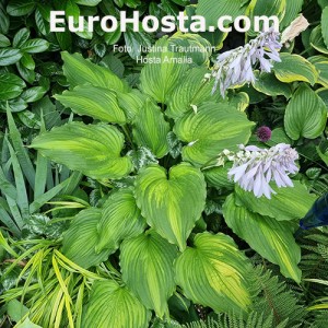 Hosta Amalia