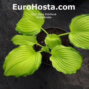 Hosta Amalia