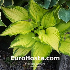 Hosta Amalia