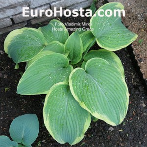 Hosta Amazing Grace