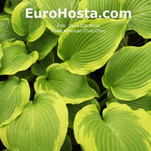 Hosta American Choo Choo - Eurohosta