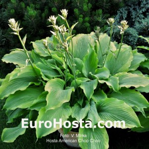 Hosta American Choo Choo - Eurohosta