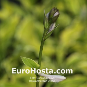 Hosta American Dream - Eurohosta