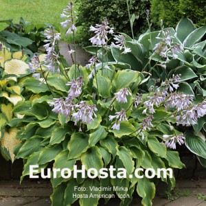 Hosta American Icon - Eurohosta