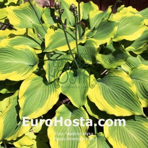 Hosta American Icon - Eurohosta