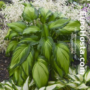 Hosta Angel Falls