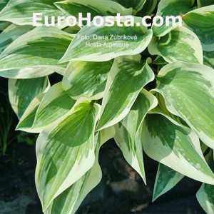 Hosta Angelique