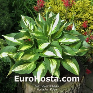 Hosta Ann Kulpa - Eurohosta