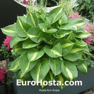 Hosta Ann Kulpa - Eurohosta