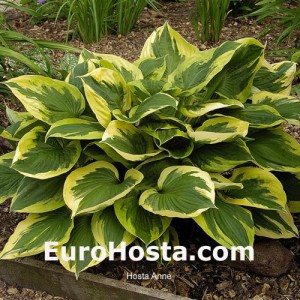 Hosta Anne syn. Twilight - Eurohosta