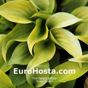 Hosta Appletini - Eurohosta
