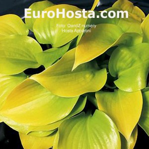 Hosta Appletini - Eurohosta