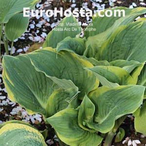 Hosta Arc de Triomphe - Eurohosta