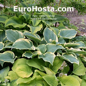 Hosta Arc de Triomphe - Eurohosta