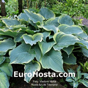 Hosta Arc de Triomphe - Eurohosta