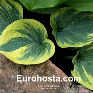 Hosta Aristocrat - Eurohosta