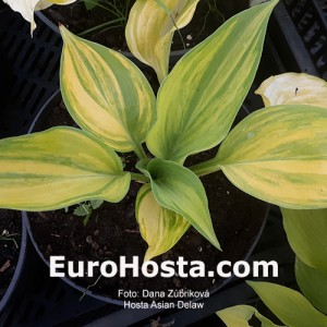 hosta Asian Delaw