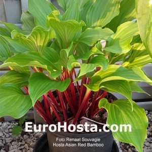 Hosta Asian Red Bamboo