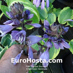 Hosta Asian Serenade