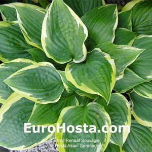 Hosta Asian Serenade