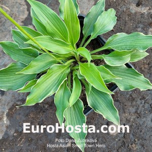 Hosta Asian Small Town Hero