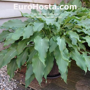 Hosta Asian Splash Mountain