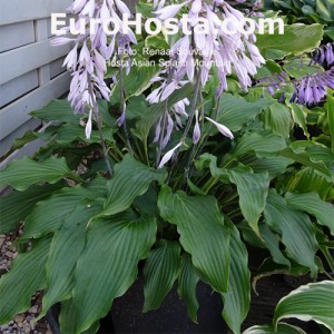 Hosta Asian Splash Mountain