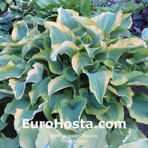 Hosta Paradigm - Eurohosta