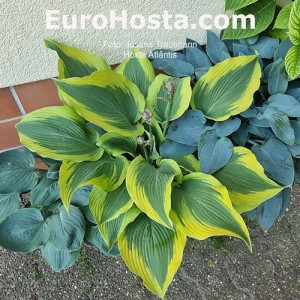 Hosta Atlantis - Eurohosta