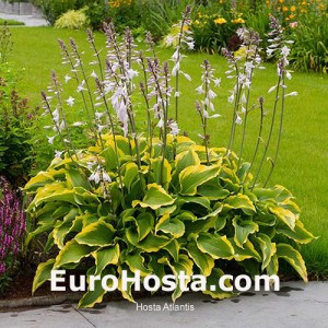 Hosta Atlantis - Eurohosta