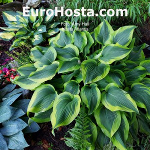 Hosta Atlantis - Eurohosta