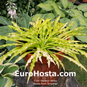 Hosta Atom Smasher