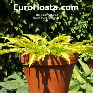 Hosta Atom Smasher