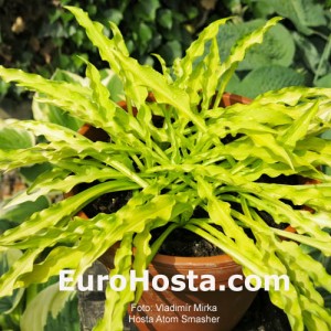 Hosta Atom Smasher