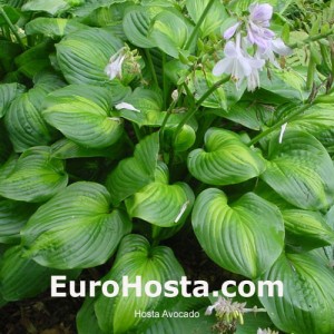 Hosta Avocado - Eurohosta