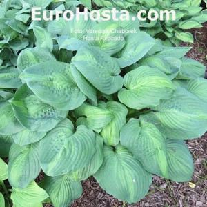 Hosta Avocado - Eurohosta