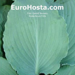 Hosta Azure Frills - Eurohosta 1